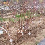 Marhuľa obyčajná (Prunus armeniaca) ´HARCOT´ - stredne skorá, výška 120-150 cm, voľnokorenná